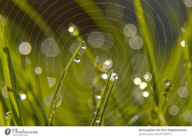 Grass with dewdrops against the light Green Water Dew dew drops Drops of water Close-up bokeh reflections Worm's-eye view Wet Detail Nature Morning Plant