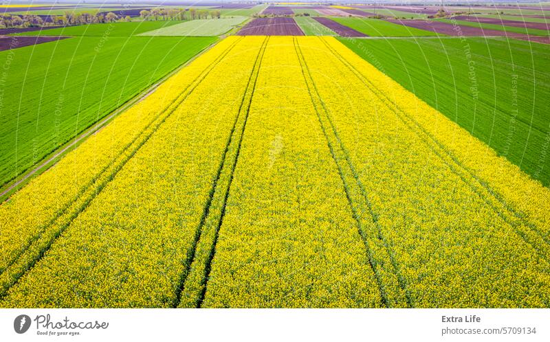 Rapeseed field, blooming canola flowers, bright yellow flowering Abloom Abstract Agricultural Agriculture Among Bio Fuel Bloom Blooming Blossom Canola Oil