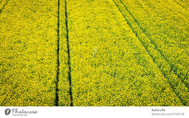 Rapeseed field, blooming canola flowers, bright yellow flowering Abloom Abstract Agricultural Agriculture Among Background Bio Fuel Bloom Blooming Blossom