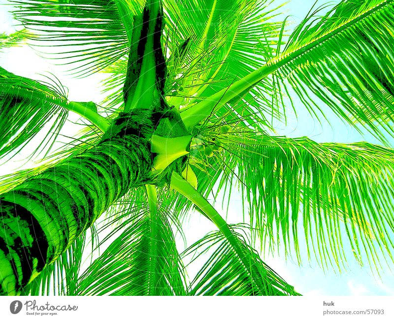 under a palm tree Palm tree Dominican Republic Summer Vacation & Travel Physics Green Plant Cuba Sun Warmth Bright Sky Nature