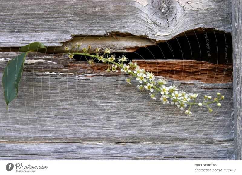 White Floral Stem with Green Leaf in Rustic Wood Barn nature floral flower stem green leaves botanical rustic wood barn farmhouse rural country simplistic