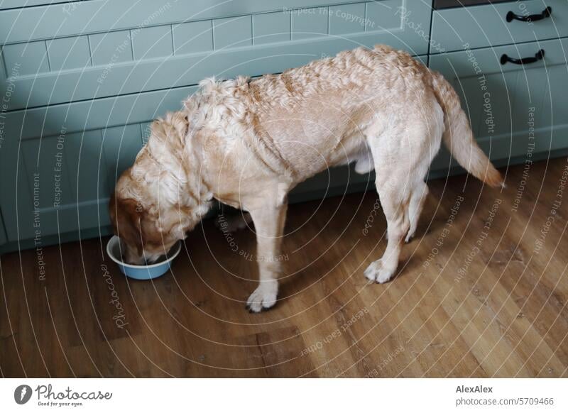 Blond Labrador stands bent over in front of his food bowl in a kitchen and eats Dog Pet Mammal four-legged friends blond Labrador favourite dog paws