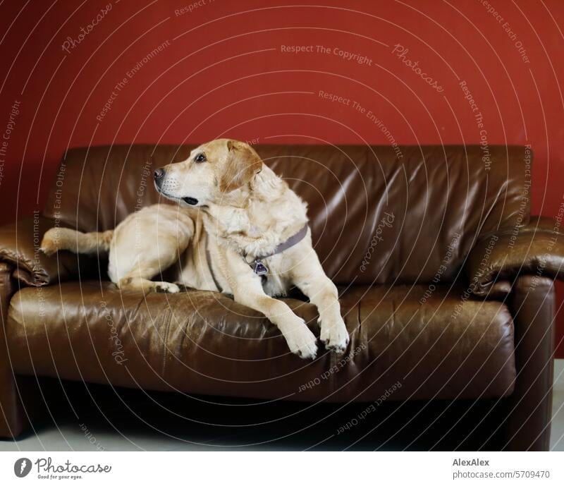 blond Labrador lies on a brown couch in front of a red wall and looks backwards at a person Dog Animal Pet Mammal Nature Pelt retriever Joy Love of animals