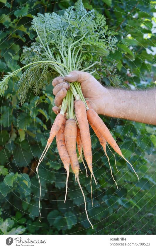 typically German | gardening in the allotment garden carrot carrots Carrots Hand Gardener Garden plot Vegetable Food Fresh Healthy Eating salubriously