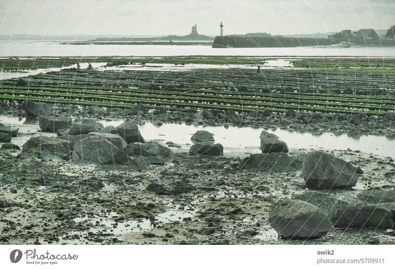 Breeding farm Oyster Bank aquaculture Fishery Seafood tide-dependent Workplace Oyster beds drained Low tide Tide uncovered Ocean coast Beach Landscape