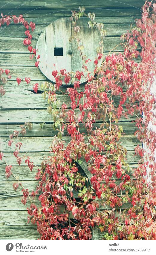 Deciphered dial clock tower Old Wood boards Building Chapel Window overgrown Shabby dilapidated Clock face Transience Autumn leaves Foliage colouring Decline