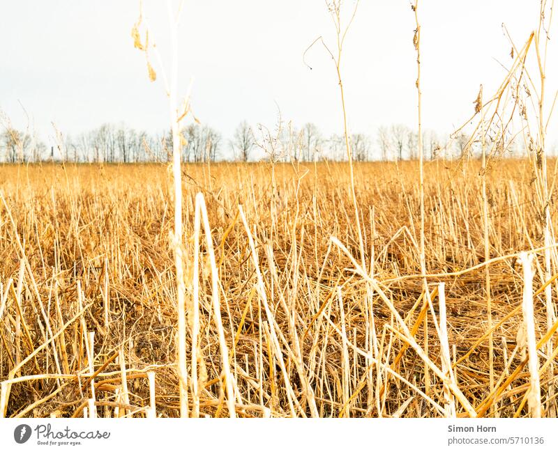 Crop field with row of trees in the background Grain field Ear of corn Agriculture Field Agricultural crop Harvest Nutrition Cornfield Horizon usable area