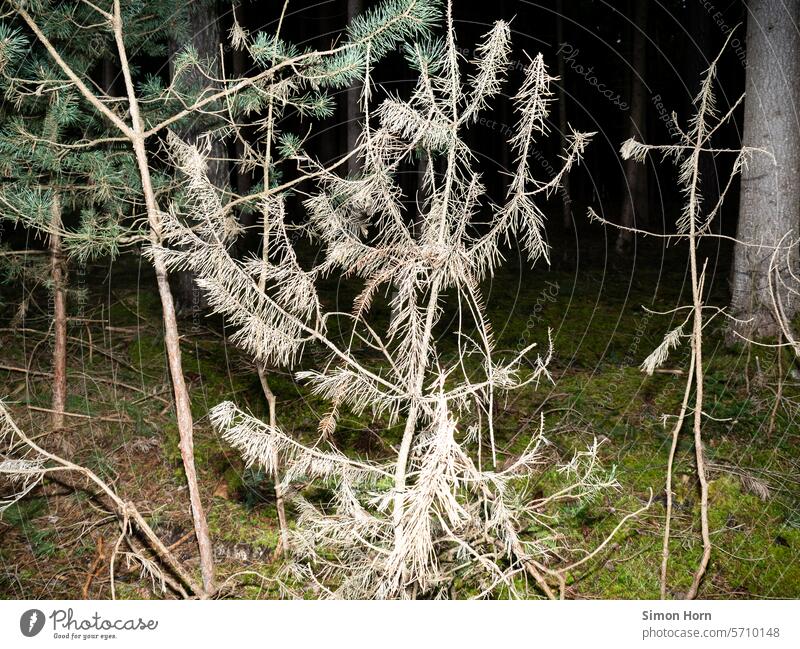 Ghostly plant in the forest ghostly Eerie Mystic Mysterious Night Forest woodland Dark Plant ramification Creepy Contrast light and dark Skeleton skeletal