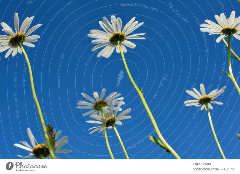 Daisies from below with blue sky Asteraceae spring natural blossom day field flower background plant flora sunlight yellow petals Detail daisy flower copy space