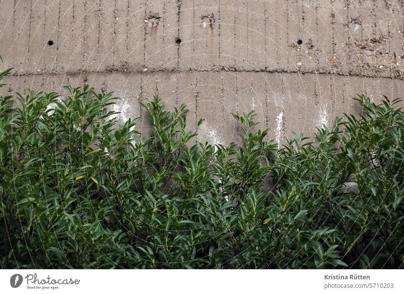shrubs on concrete Concrete exposed concrete Wall (building) Wall (barrier) Facade Building Architecture Bushes shrubby Plant cherry laurel Laurel cherry Colour