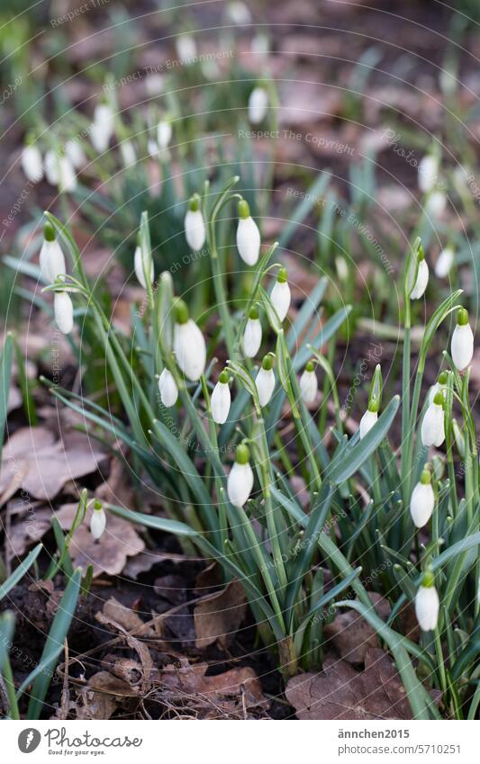 Snowdrops in the garden and brown leaves all around them Spring Winter Flower White Plant Green Nature Colour photo Exterior shot Blossom Shallow depth of field