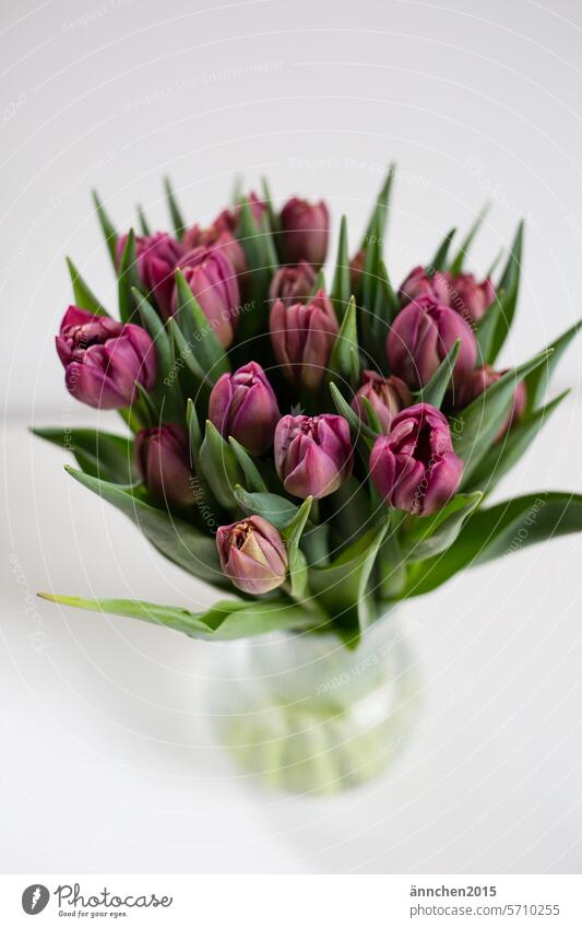 Purple tulips in a glass vase Vase purple women's day Spring Blossom Bouquet Plant Tulip flowers Decoration Blossoming Love Tulip blossom Spring fever