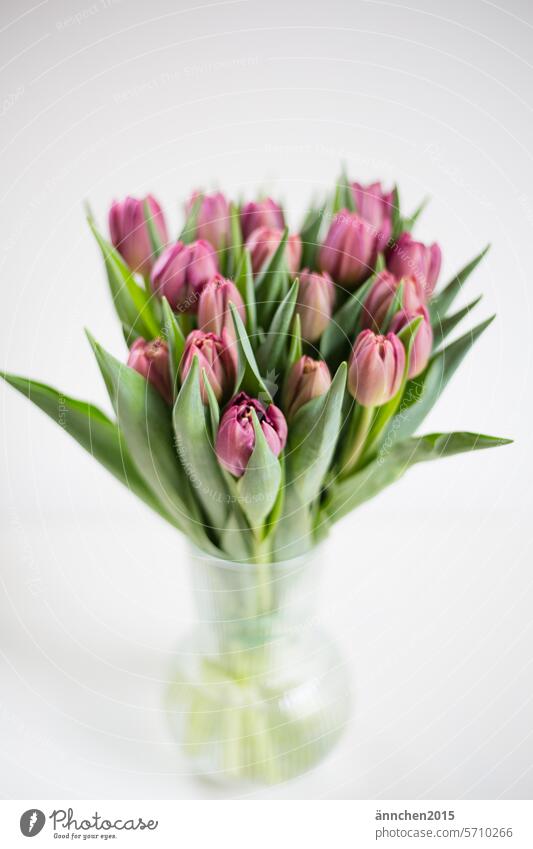 Purple tulips in a glass vase stand on a white table in front of a white wall Ostrich bouquet of tulips purple Violet Blossom Bouquet Flower Spring Tulip Green