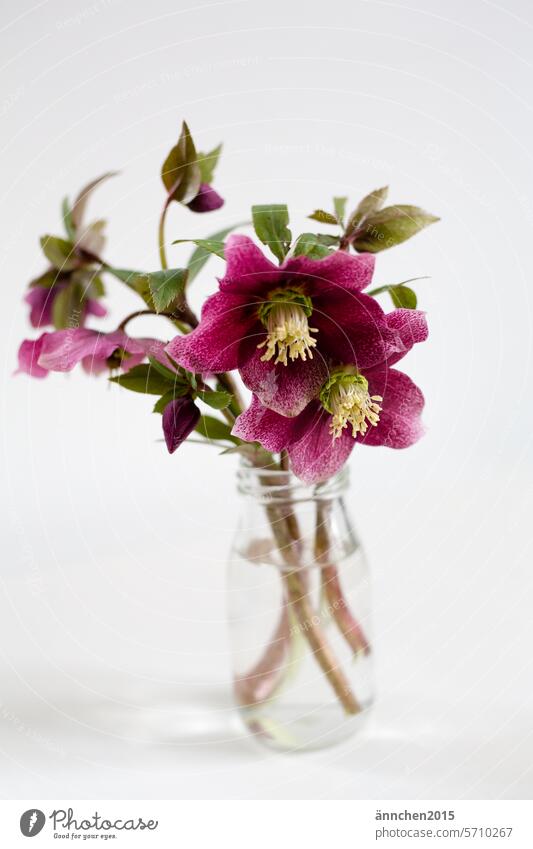 A small bouquet of Christmas roses in a glass vase Plant flowers Flower Nature Colour photo Blossoming Garden Spring Close-up Detail purple Winter Hope