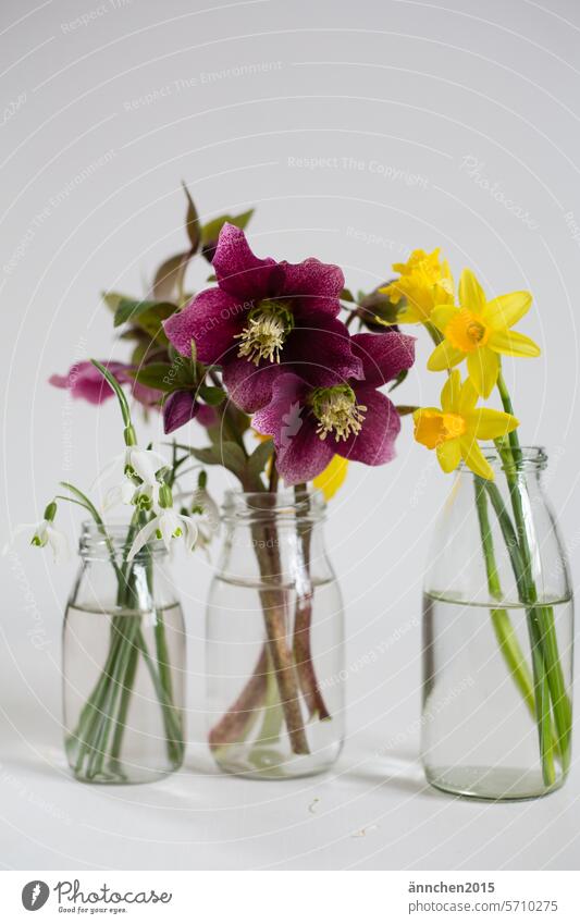 Small spring bouquets in glass vases Daffodils, snowdrops and Christmas roses purple Yellow White Narcissus Snowdrop Spring Flower Blossom Plant Green Nature