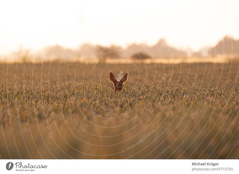 Roe deer in the field at sunrise. (Capreolus capreolus) Feld Field Friedlich Grazing Idyllisch Mammal Meadow Morgen Morgenlicht Morning Natur Nature