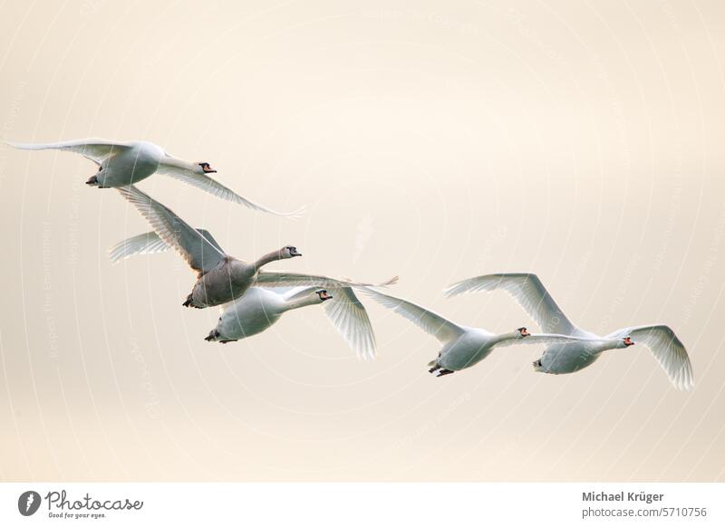 Whooper Swan (Cygnus cygnus) in flight Avian Bird Eleganz Flight Flug Formation Freiheit. Migration Natur Nature Schwäne Tierwelt Vögel Wasservögel Waterfowl.