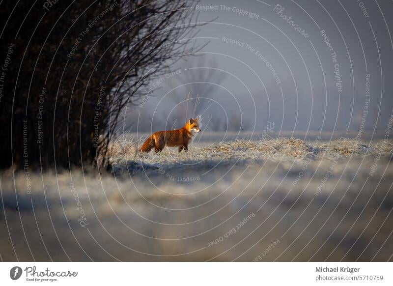Red fox in winter. Red fox on a winter meadow. Cold Fell Frühling Fuchs Fur Landschaft Lebhaftigkeit. Mammal Meadow Natur Nature Scenic Seasonal Snow