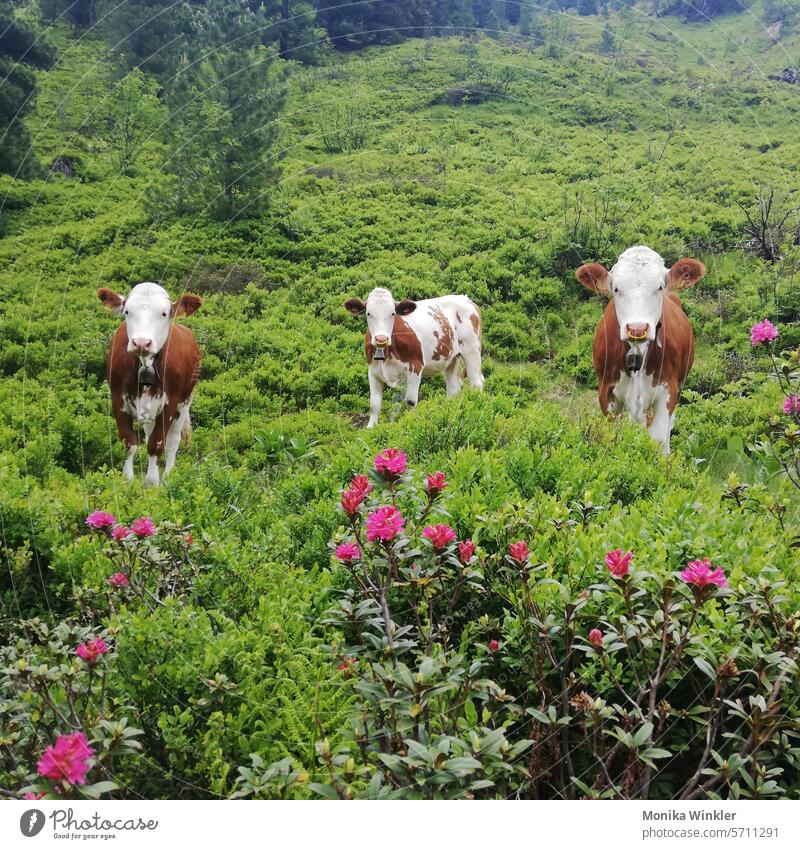 Three young cows with alpine bush Cow Cow bell Calf alpine rose Alp rose Animal Group of animals Farm animal Mountain pasture Nature Cattle Cattle farming