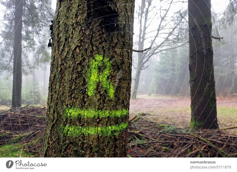 Tree marking detail Forest Forestry forestry letter natural resource Nature Sign Return route symbolism Wood Tree bark Tree trunk