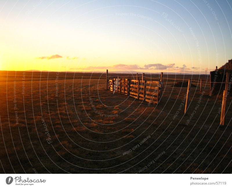 farm horses Sunset Afternoon Meadow Fence Farm Iceland Field Clouds House (Residential Structure) Far-off places Sky