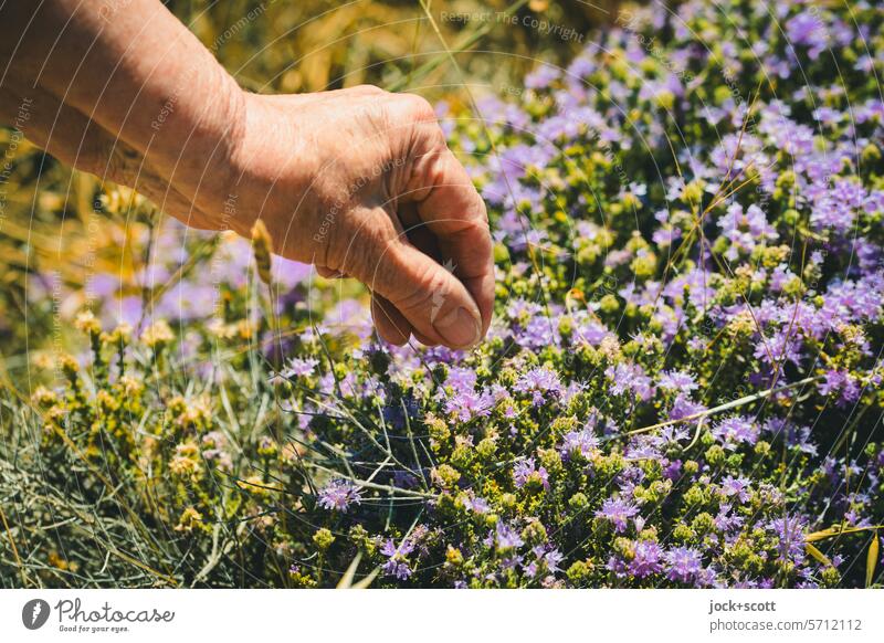 Mindfulness | in the here and now with wild thyme headed thyme Herbs and spices Plant Fresh kitchen herbs Medicinal herbs naturally shrub Blossom fragrant Touch