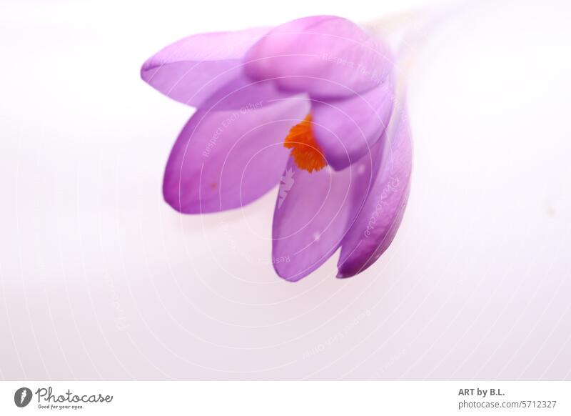 little flower purple Yellow Copy Space crocus Spring from above into the picture Flower Blossom Spring flowering plant