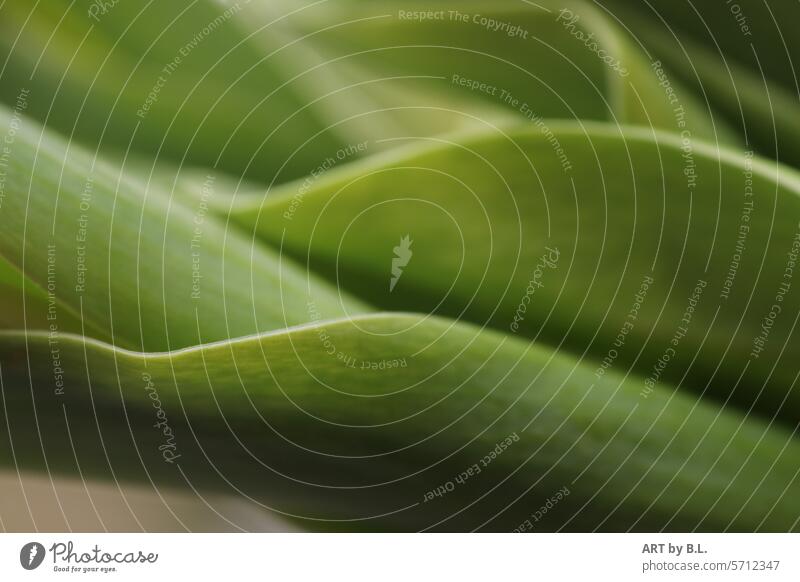 Wavy appearance Tulip Flower Leaf leaves wavy tulip leaves Nature Plant Copy Space Spring freshness early green Undulating Waves Without persons leafy