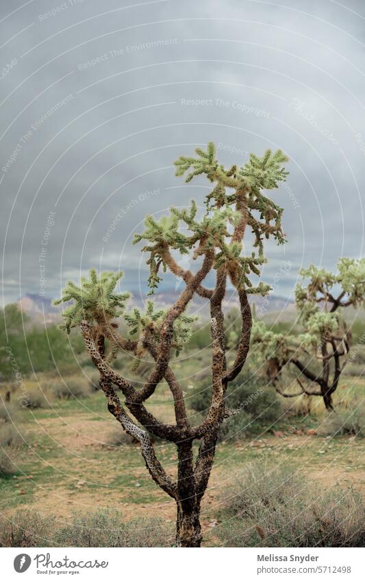 stormy desert cholla cactus against stormy desert cloudy sky desert backdrop desert sand Nature desert landscape Desert desert storm stormy sky landscape travel