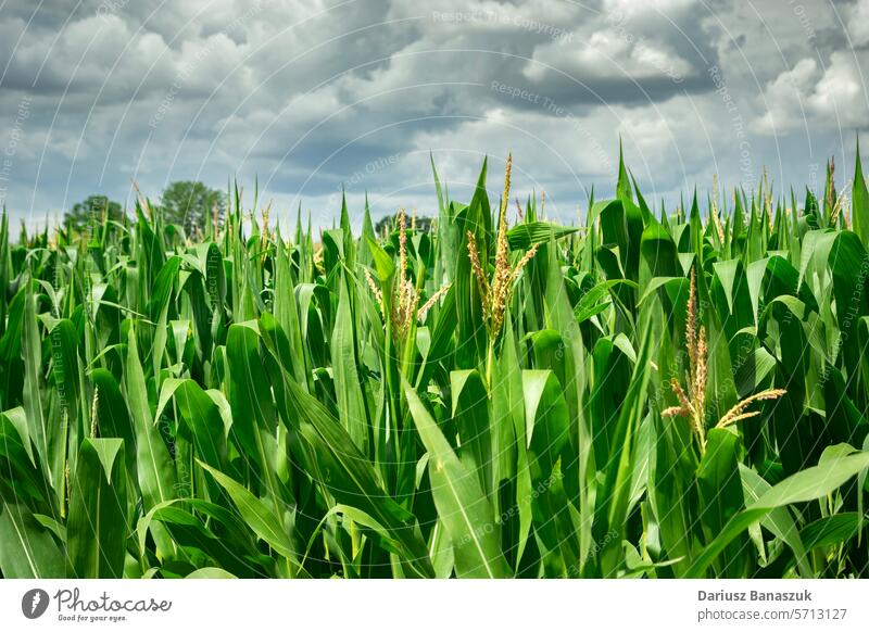 Close up of green foliage in a corn field and cloudy sky, July view leaf close-up rural agriculture overcast outdoors summer nature growth plant farm freshness