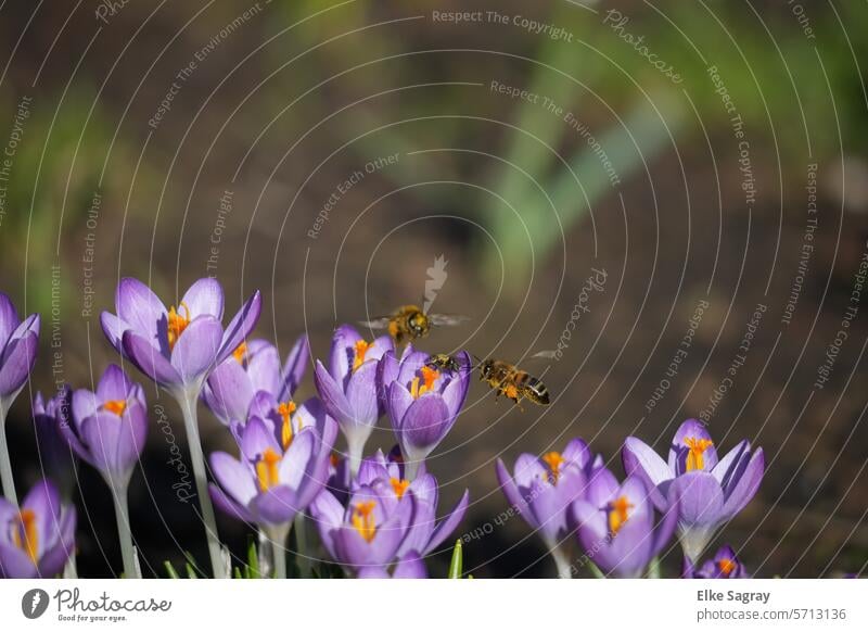 The crocuses are inviting the first wild bees out of hibernation and the large bristle caterpillar fly (center) is already on its way. Bristle caterpillar fly
