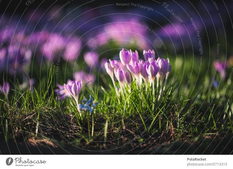 #A0# Spring and its colors Spring flowering plant Spring fever Spring day Spring colours spring feeling spring awakening spring flowers herald of spring Crocus