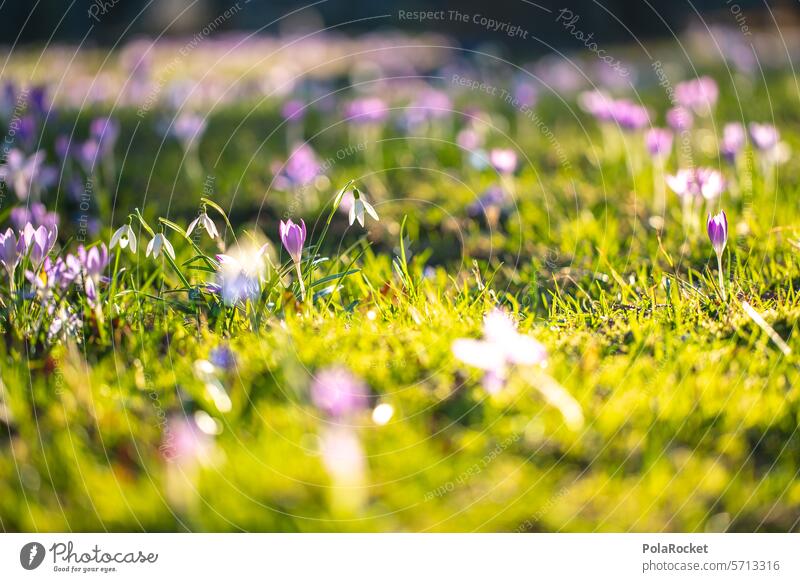 #A0# Spring and its colors Spring flowering plant Spring fever Spring day Spring colours spring feeling spring awakening spring flowers herald of spring Crocus