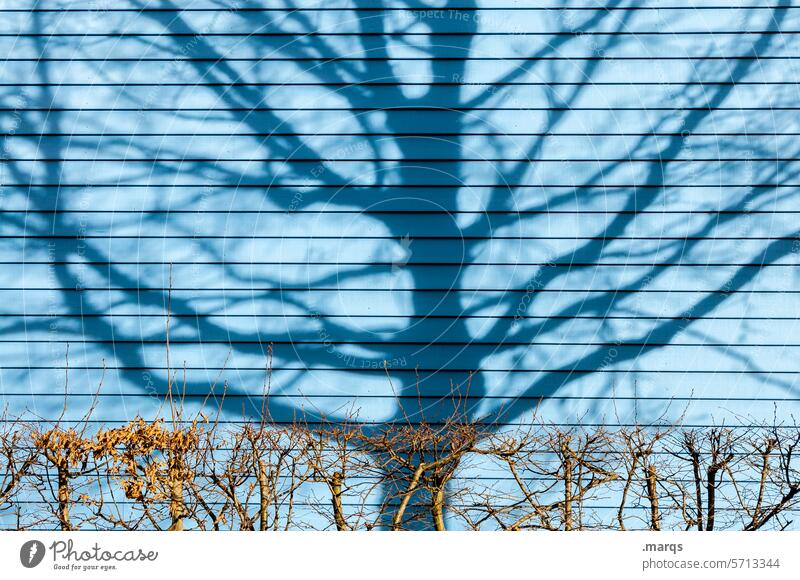Bare shadow Wooden wall Blue Shadow Tree Hedge Garden Bleak Spring Environment Sunlight Beautiful weather shadow cast
