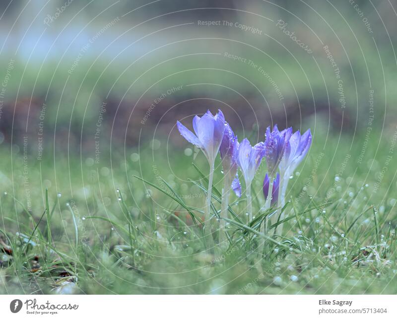 Crocuses in the rain raindrops Spring Flower Nature Blossoming Exterior shot Green Colour photo Macro (Extreme close-up) Shallow depth of field Plant Close-up