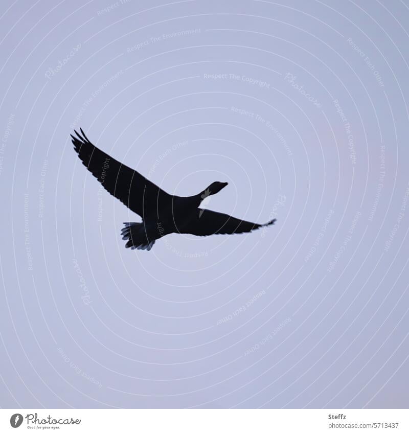 a goose in flight in the twilight Goose Bird Flight of the birds on one's own Flying Bird in flight dim light Sky Air Free Blue by oneself Freedom atmospheric