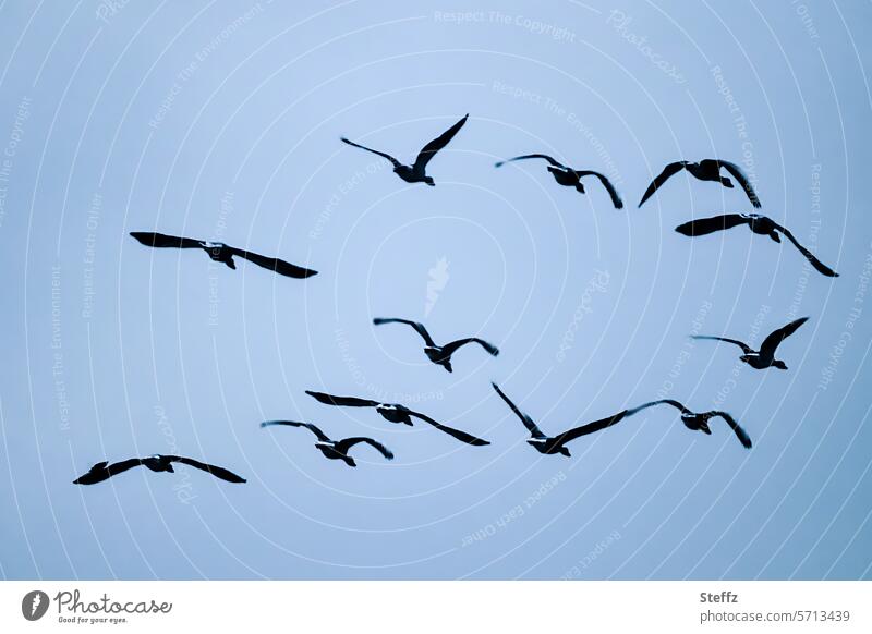 goose fly geese goose flight birds Birds fly Flight of the birds group of geese Flying Flock of birds Swarm of geese Sky bird migration Air Free Group loyalty