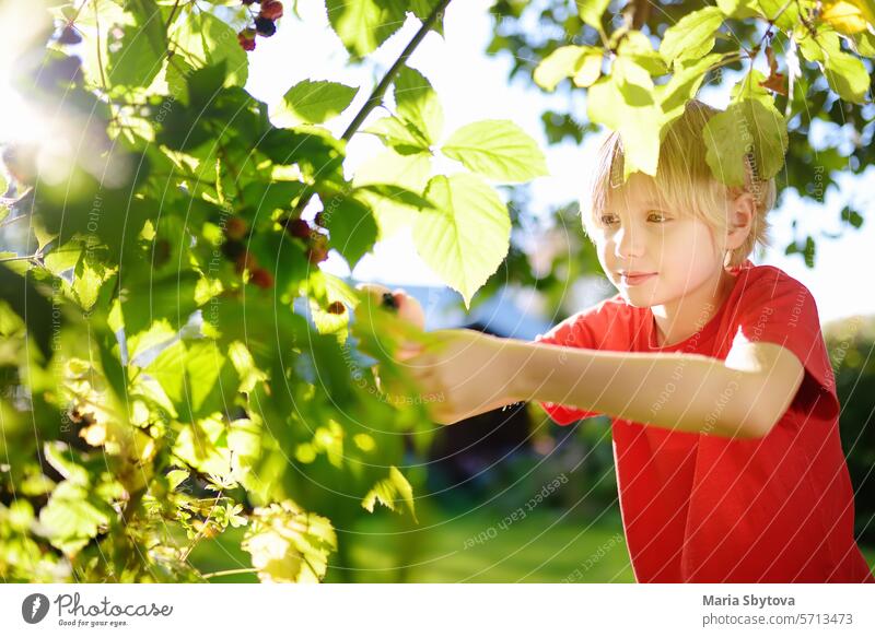 A child picking up blackberries in the garden on a sunny summer day. Kid is stretching and grabbing ripe berries. blackberry eat bush kid shrub hand gather