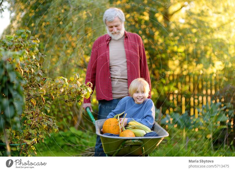 Happy little boy having fun in a wheelbarrow pushing by grandfather in domestic garden on warm sunny day. child family vegetable sustainable people granddad