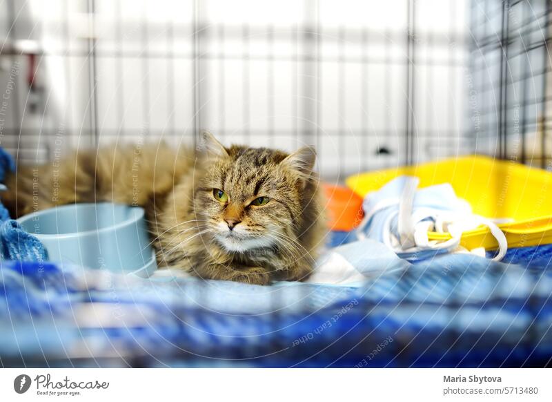 An elderly cat is in a big cage in a vet clinic or in an animal shelter. Hotels for domestic animals. Overexposure of pets hotels overexposure treatment