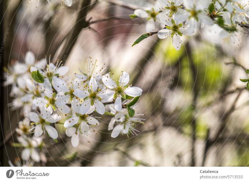 The blossoms of the hawthorn Hawthorn Blossom petals fragrances Spring Season Plant Nature flora Garden Day daylight White Green