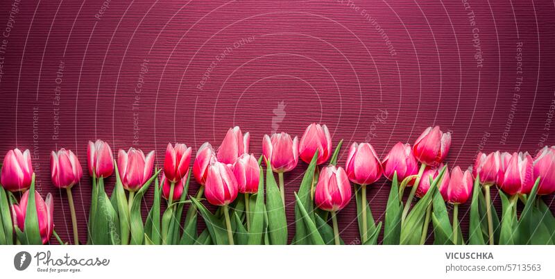 Springtime floral banner background with pink tulip flowers springtime border frame top overhead womens day mothers day valentines day above nature