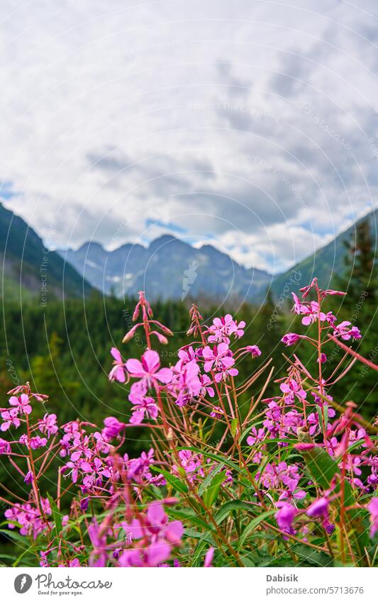 Pink Flowers in Foreground With Scenic Morskie Oko Mountain Range Background pink flowers mountain nature scenic range landscape dusk travel outdoor Poland