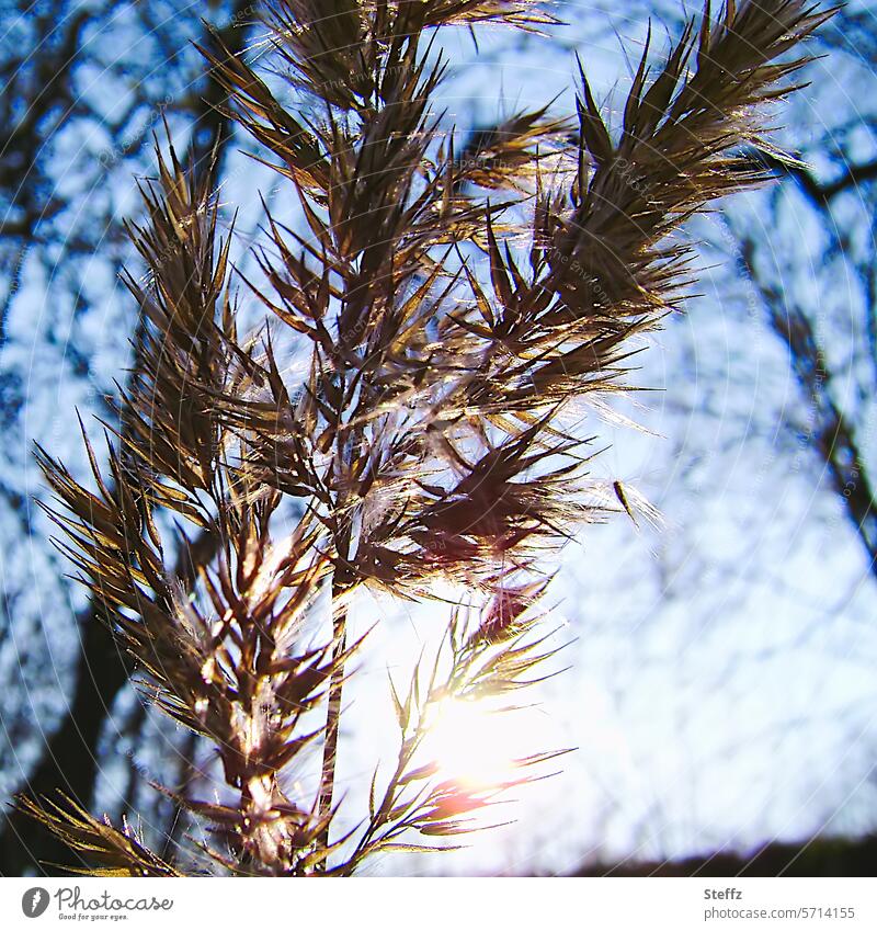 a plant in the warm sunlight on a cold spring day Grass Wild plant Warm light Shaft of light Spring day Sunlight Back-light Light Cold Blue Cold spring