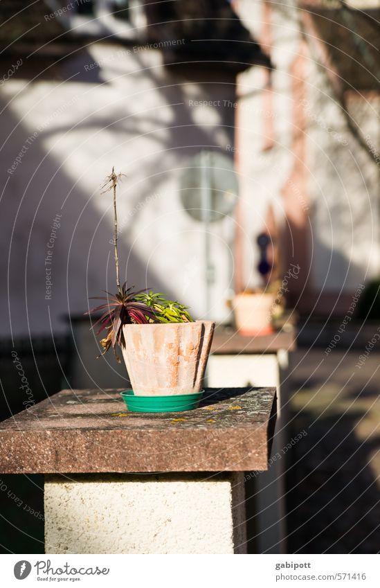 wintery winter light Plant Sunlight Winter Foliage plant Pot plant Town Wall (barrier) Wall (building) Facade Friendliness Happiness Bright Spring fever