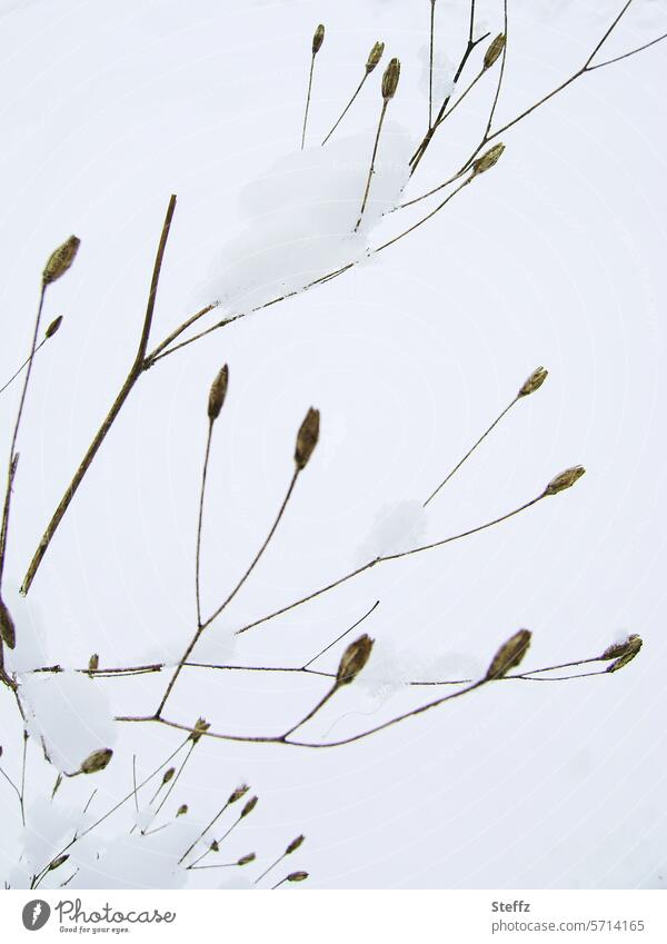 Gypsophila in winter snow-covered Snowcap snowy Baby's-breath gypsum herb in the snow Cold chill winter cold Freeze Snow layer withered plant Dried out plants