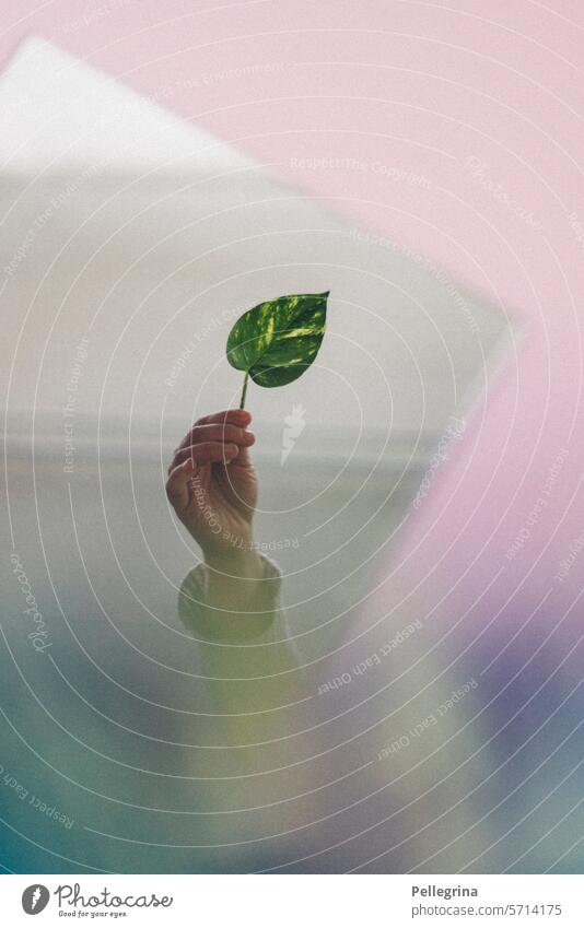 leaf green pink Green Plant Leaf Hand Fingers Mirror Retentive Pink Smooth quiet reflection Environment wax