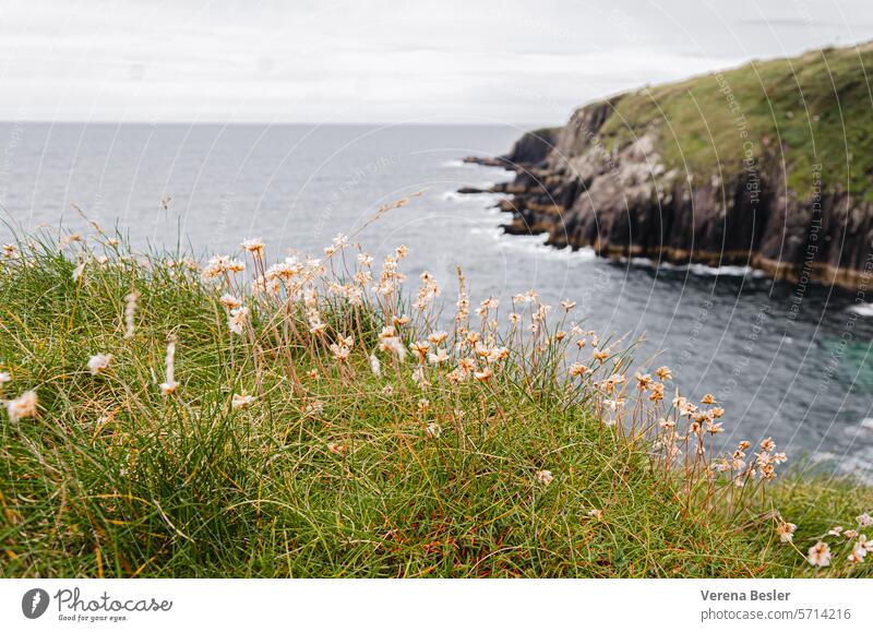 Autumn flowers by the sea cliffs Ocean blossoms Green White Covered Ireland