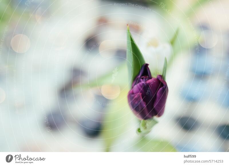 Purple tulip against an abstract spring-like background Tulip purple purple tulips Bokeh background Bokeh abstract Abstract bokeh blurriness Light hazy