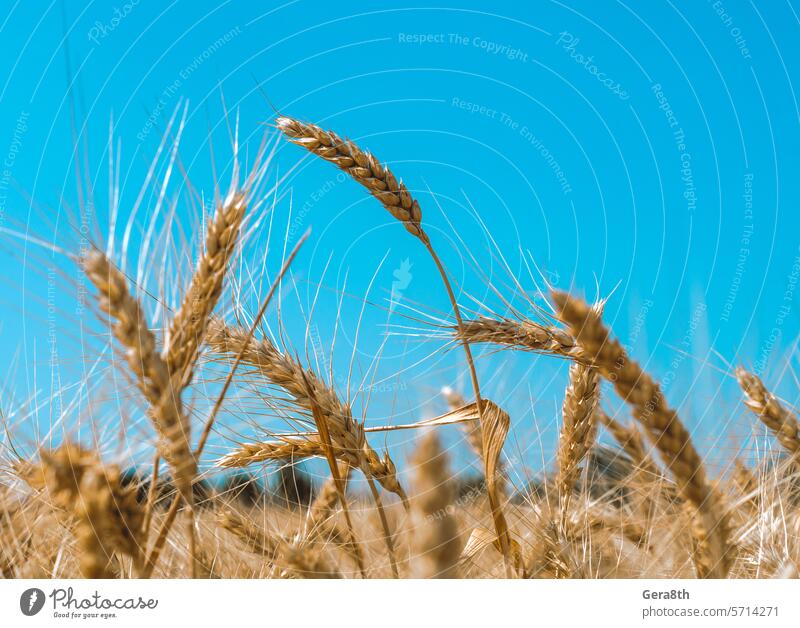 spikelets of wheat on a field on a farm against the backdrop of a clear blue sky Ukraine agriculture agro agronomy arable farming autumn ban blur blurry botany